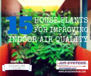 15 House Plants For Improving Indoor Air Quality - Air Systems Inc